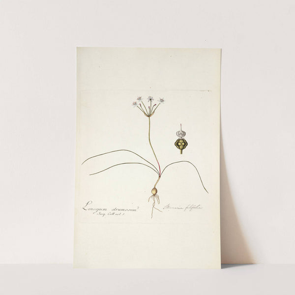 Strumaria filifolia by Nikolaus Joseph Freiherr von Jacquin