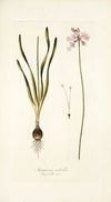 Strumaria rubella