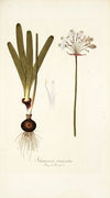 Strumaria truncata