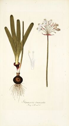 Strumaria truncata