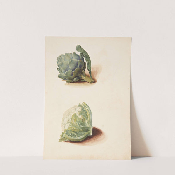 Studie af artiskok og blomkålshoved by Johanna Fosie