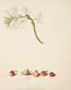 Studie af blomst og jordbær