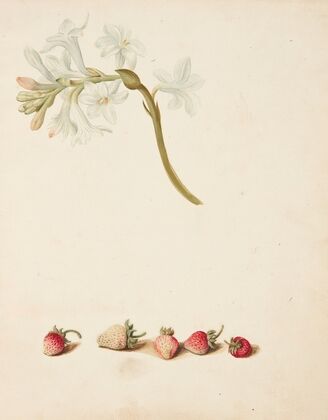 Studie af blomst og jordbær