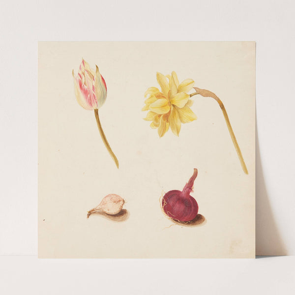 Studie af blomster og løg (1748) by Johanna Fosie