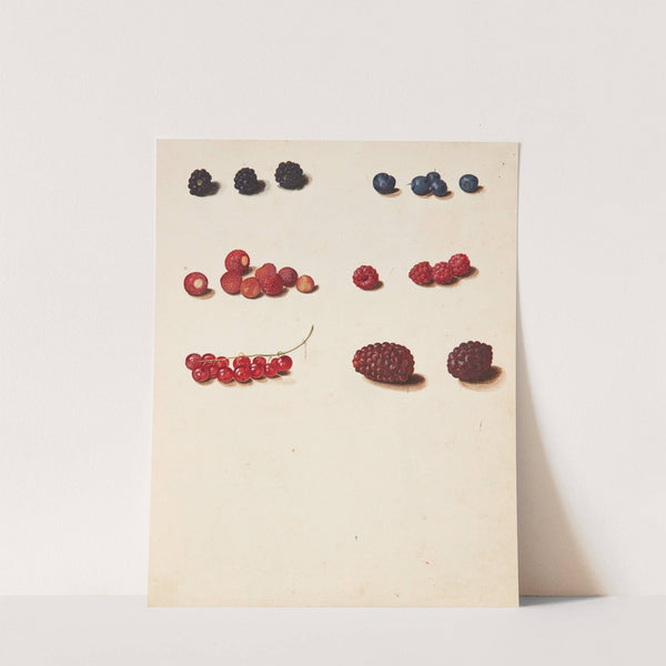 Studie af diverse bær by Johanna Fosie