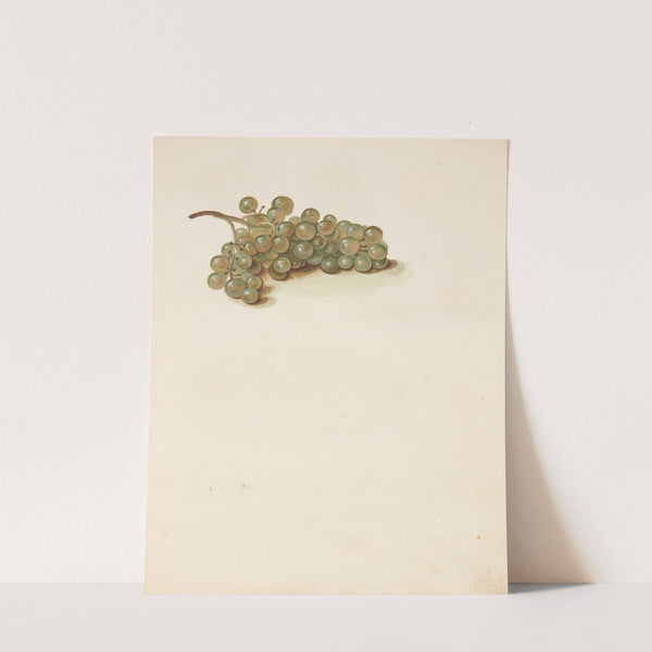 Studie af druer by Johanna Fosie