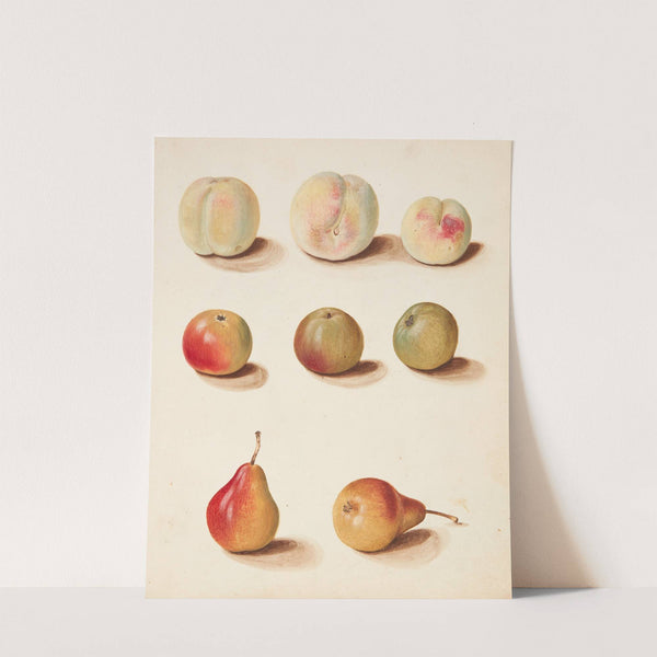 Studie af fersken, æble og pære (1749) by Johanna Fosie