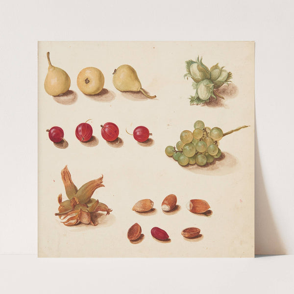 Studie af frugter bær, og nødder (1749) by Johanna Fosie