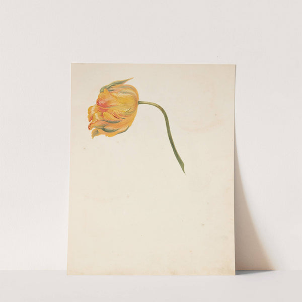 Studie af gul tulipan (1753) by Johanna Fosie