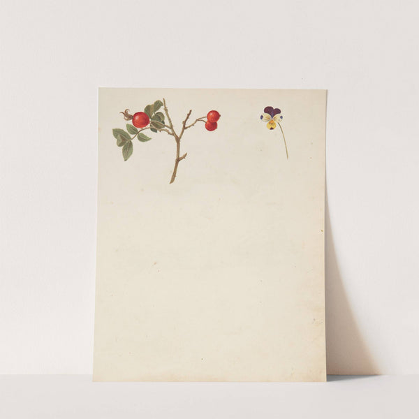 Studie af hyben og stedmoderblomst (1750) by Johanna Fosie