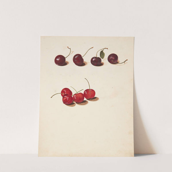 Studie af kirsebær by Johanna Fosie