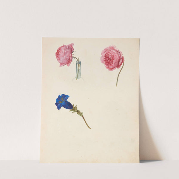 Studie af lyserød rose og blå blomst by Johanna Fosie