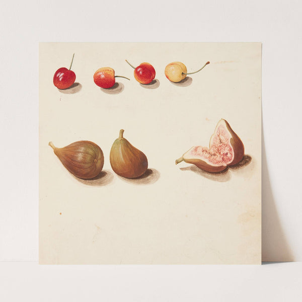 Studie af moreller og figner (1749) by Johanna Fosie