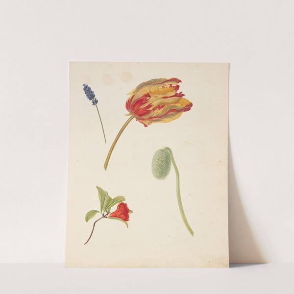 Studie af tulipan og andre blomster by Johanna Fosie