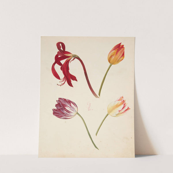 Studie af tulipaner by Johanna Fosie