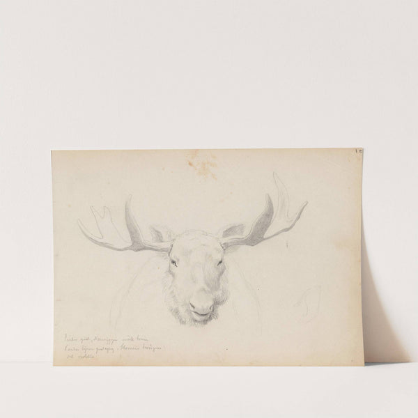 Studie av elghode (1854) by Hans Gude