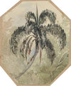 Studie einer Palme in Urwald