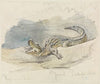 Studie eines Alligators