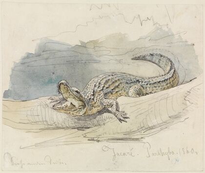 Studie eines Alligators