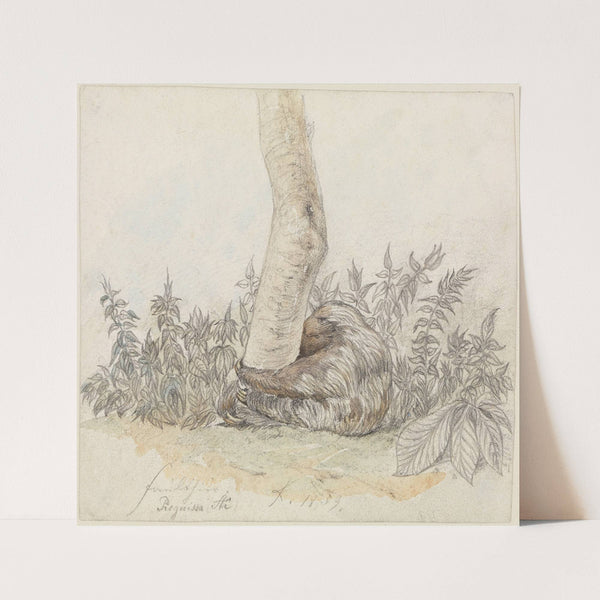 Studie eines Faultiers (1859) by Ferdinand Keller