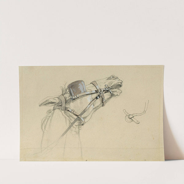 Studie eines Pferdekopfes zu 'Rückkehr des Kaisers Franz aus Pressburg' by Johann Peter Krafft