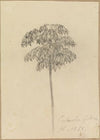 Studie Faultierbaum
