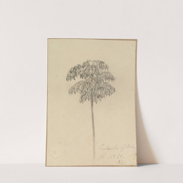 Studie Faultierbaum (1858) by Ferdinand Keller