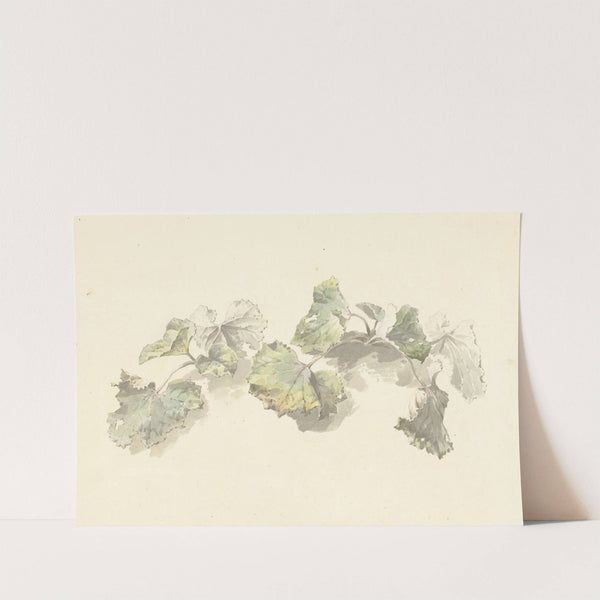 Studie van bladeren (1787 - 1847) by Josephus Augustus Knip