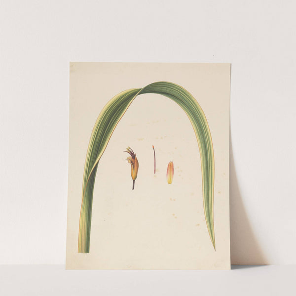 Studie van een blad en een bloem (1836 - 1915) by Abraham Jacobus Wendel