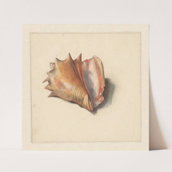 Studie van een schelp (1824 - 1900) by Albertus Steenbergen