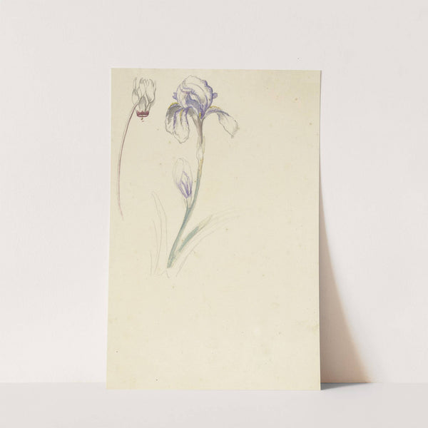 Studie van iris en cyclaam by Elias van Nijmegen