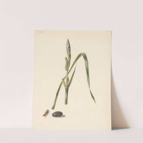Studie van Iris met rups, eronder een cocon en ingesponnen rups (1824 - 1900) by Albertus Steenbergen