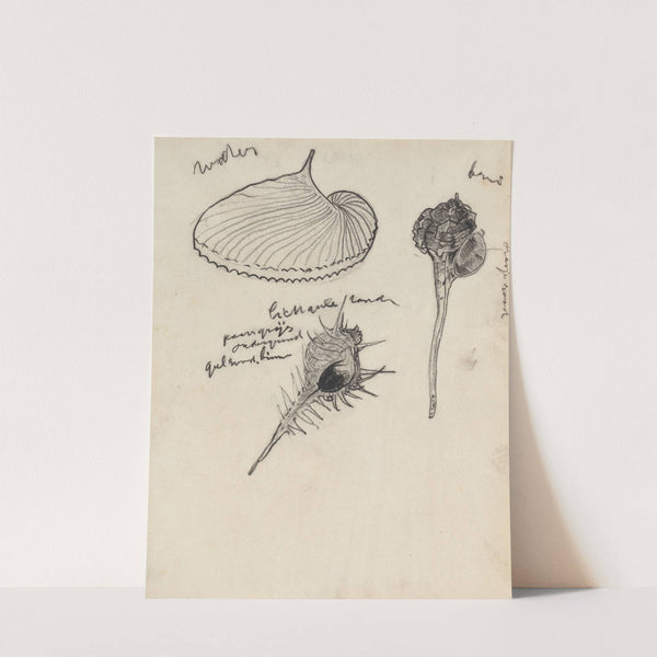 Studieblad met drie schelpen by Theo Nieuwenhuis