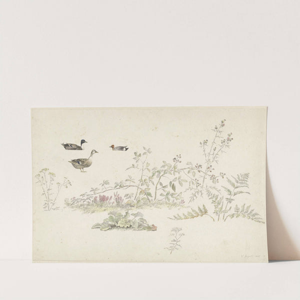 Studieblad met planten en watervogels (1806) by Josephus Augustus Knip