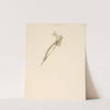 Studieblad met rups, Amphidasis Betularia (1824 - 1900) by Albertus Steenbergen
