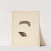 Studieblad met rups en nachtvlinders, Lasiocampa Quireifolia (1824 - 1900) by Albertus Steenbergen