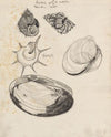 Studieblad met schelpen