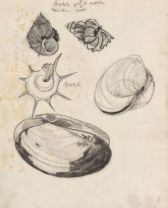 Studieblad met schelpen