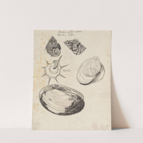 Studieblad met schelpen by Theo Nieuwenhuis