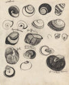 Studieblad met schelpjes