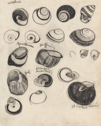 Studieblad met schelpjes
