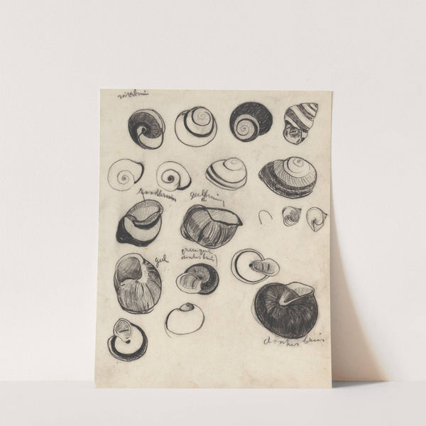 Studieblad met schelpjes by Theo Nieuwenhuis