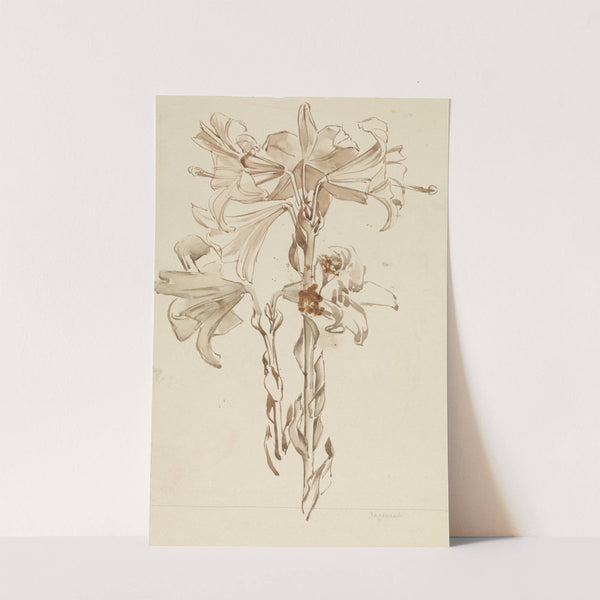 Studieblad met twee takken lelies by Antoon Derkinderen