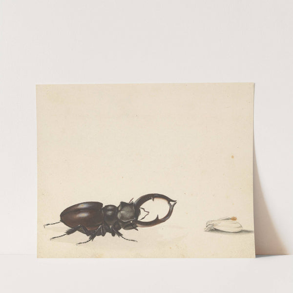 Studieblad met vliegend hert en pas uitgekomen nachtvlinder (1824 - 1900) by Albertus Steenbergen