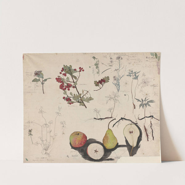 Studieblad met vruchten, planten en bloemen by Theo Nieuwenhuis