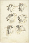 Studieblad met zes schaapskoppen