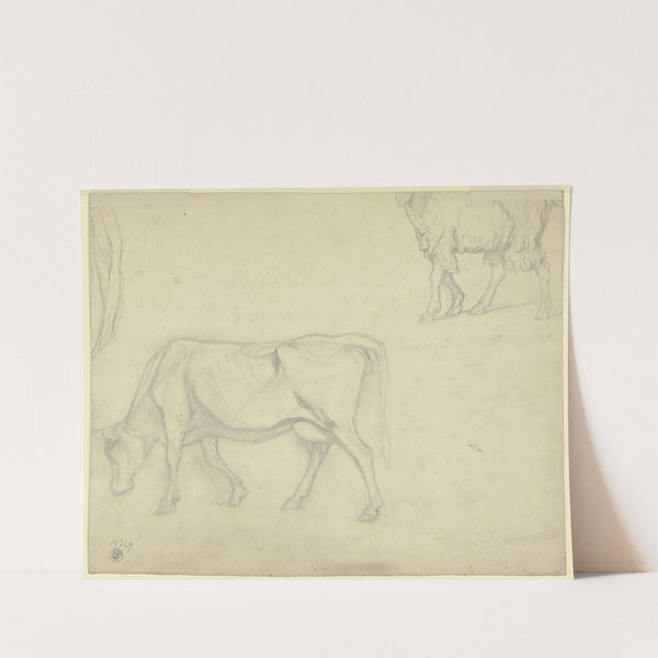 Studienblatt; Kuh und Schaf by Peter Burnitz