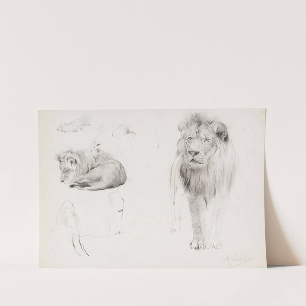 Studienblatt – Löwe von vorn und schlafender Löwe (1900) by Wilhelm Kuhnert