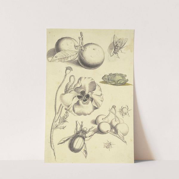 Studienblatt mit einer Mohnblume, Pflaumen, Kirschen, zwei Käfern, einer Fliege, einer Biene und einem Frosch by Johann Daniel Bager