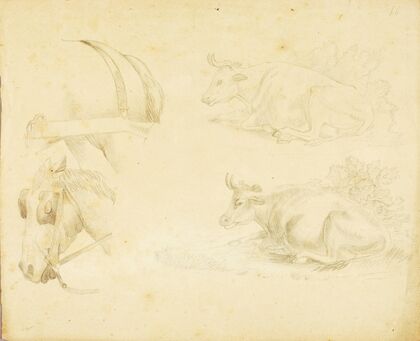 Studies – 2 cows, horse